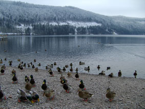 Ducks on the lake